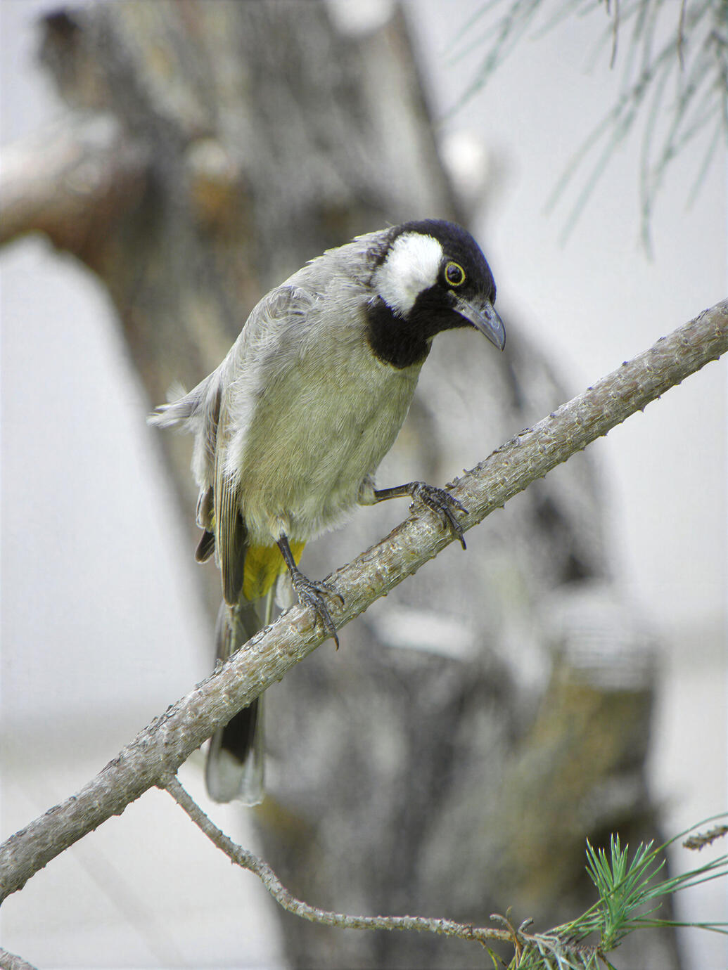 A White-eared Bulbul pauses quietly on a branch, its striking black-and-white head contrasting with soft olive-grey plumage. Photographed in Tehran, Iran, in 2009.