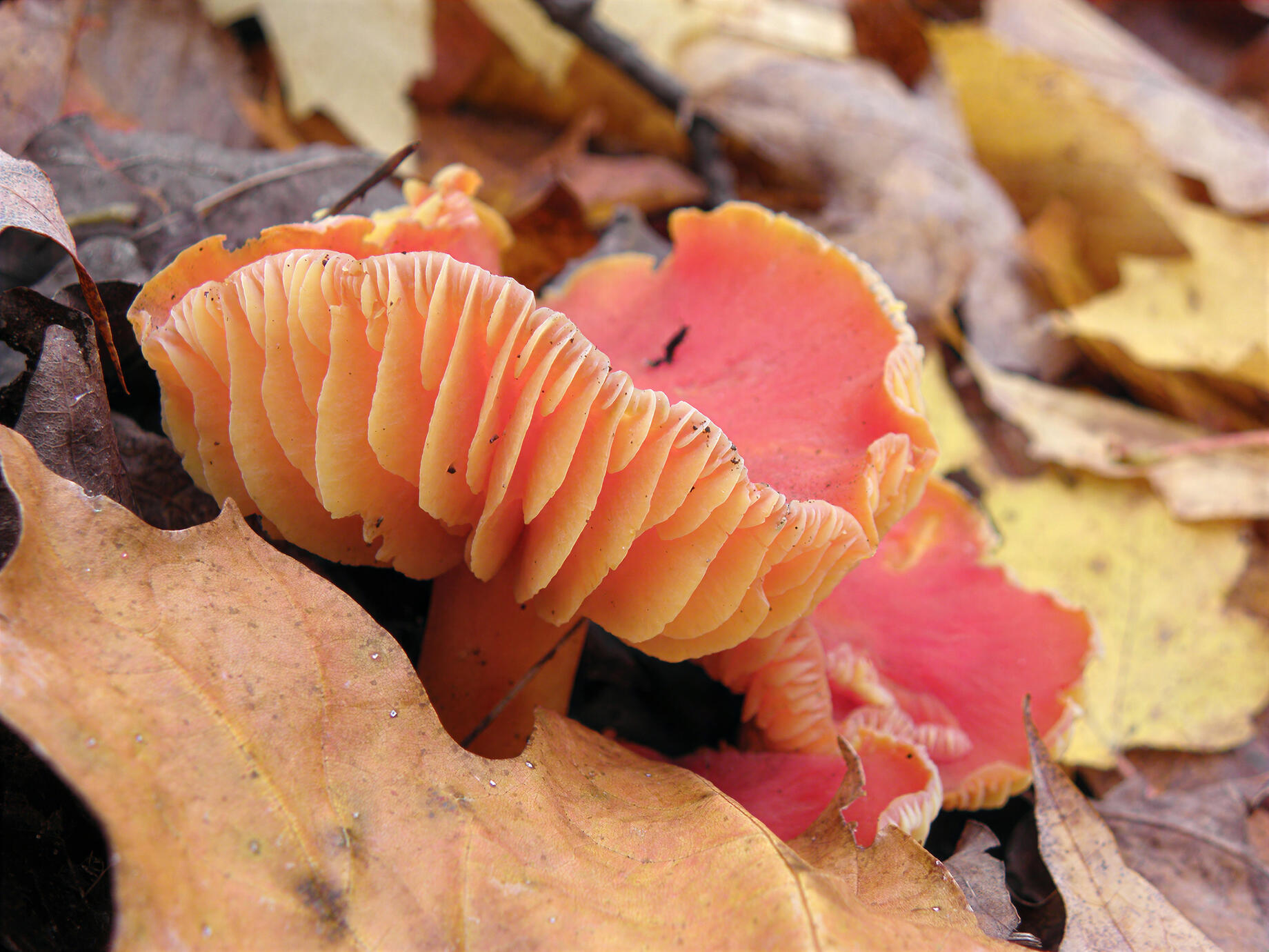 A vivid orange mushroom emerges from a carpet of fallen autumn leaves in Algonquin Park. Its delicate, sculptural gills and warm colours create a striking portrait of the quiet beauty found on the forest floor.